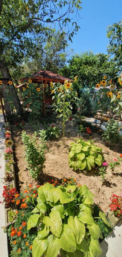 Balla House Bed & Breakfast Tărcaia Eksteriør bilde